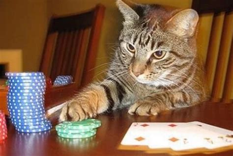 mr cat betting.